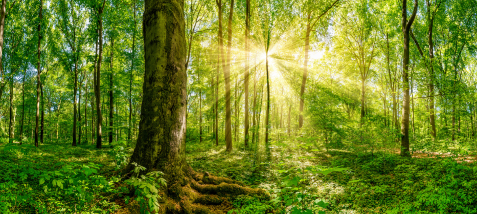 Kuvassa auringon valo siivilöityy vehreän metsän läpi.